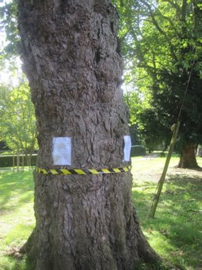 The threatened trees have substantial trunks.
