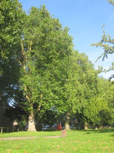 Cambridge City Council is Considering Felling Some of The Mature London Plane Trees on Alexandra Gardens.