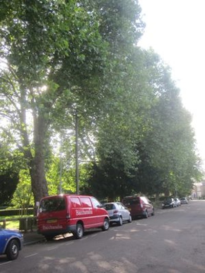 The currently tree-lined Carlyle Road would be changed dramatically if the trees were to be lost. 